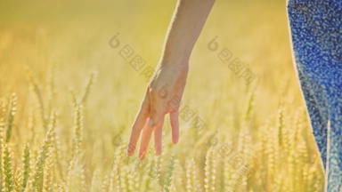 女人手触碰小麦耳朵场女人农学家触碰小麦茎